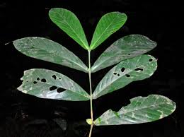 Image result for Belonophora