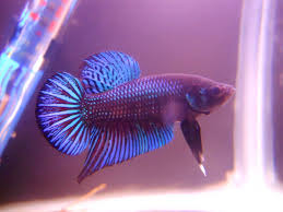 Http 2 Bp Blogspot Com 8aa9drmad70 Ucc6sb7q1li Aaaaaaaaa0g Kxqi7g6ydbq S1600 Dscn8907 Jpg Betta Fish Betta Beta Fish Tank