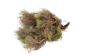 Image result for Euphorbia espinosa