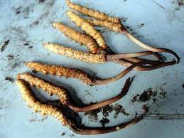 To read more stories like most expensive himalayan herb keeda jadi, do follow us on facebook, twitter, and instagram. Caterpillar Fungus Keeda Jadi 1 Kg Rs 8000 10gm Himalayan Herbes Id 22050172991