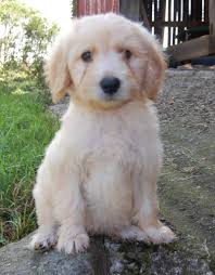 The goldendoodle is a cross between a golden retriever and a poodle.originally developed in australia and the united states as an assistance dog suitable for allergy sufferers, the. Eagle Cross Kennel Goldendoodle Puppy Goldendoodle Puppy For Sale Mini Goldendoodle Puppies