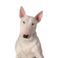 Bull Terrier Puppies Petland Mall Of Georgia