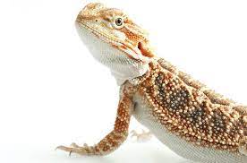 So how do you pick the right size tank for your bearded dragon? How Much Does A Bearded Dragon Cost Species Price Guide Everything Reptiles