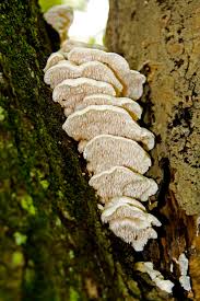 Image result for Cassipourea mollis