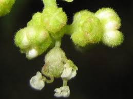 Image result for Obetia