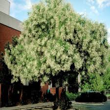 Image result for Styphnolobium