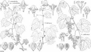 Image result for Vitaceae