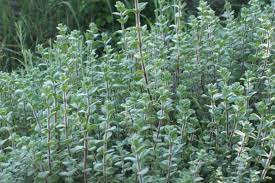 Check spelling or type a new query. Il Y A Zaatar Et Zaatar Hortus Focus I Mag