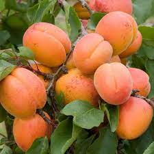 This apricot tree produces an abundance of medium to large apricots. Dwarf Blenheim Apricot Tree Richest Flavor And Richest History 2 Y Online Orchards