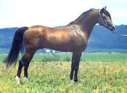 Tybalt Horses Arabians Beautiful Horses
