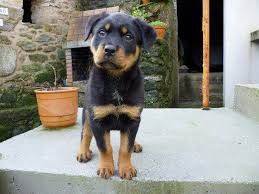 Strong German World Cup Names For Rottweilers Rottweiler Bulldog Breeds Service Dogs