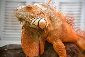 Rusty The Red Iguana Iguana Iguana Pet Reptile Zoo