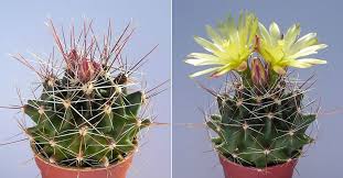 At best buy san diego, we specialize in helping you find the best technology to fit the way you live. Ferocactus Hamatacanthus Subsp Sinuatus World Of Succulents Cactus Barrel Cactus Cacti And Succulents