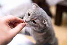 kedi nasil kusturulur kedi hayvanlari blog