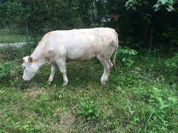Lembu jantan dan betina untuk dijual selangor (1 reply) selangor, fri 22/may/2015 11:35am muhd 184 lembu kami mencari dijual di kawasan di atas dan tanah untuk dijual atau jv. Lembu Untuk Dijual Machang 3d Farm Rusa Lembu Facebook