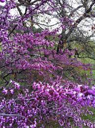 Purple flowering trees in california. Redbuds Redbud Tree Flowering Trees Flower Garden