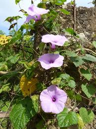 Image result for Ipomoea involucrata