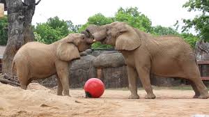 Zoo knoxville is the beginning of a beautiful and wildly fun adventure! Elephant Introductions At Zoo Knoxville Youtube