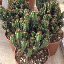 Maybe you would like to learn more about one of these? Cereus A Very Popular Cactus Growing Sheet By Giromagi Cactus