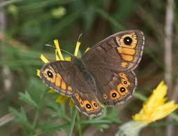 Très imposante (elle peut aller de 30 cm à 1,80 m) elle est de couleur jaune/marron ou bien gris/verdâtre. Lasiommata Petropolitana Pour Qui Sont Ces Serpents Qui Sifflent Sur Vos Tetes Le Monde Des Insectes