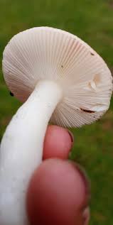 Image result for Russula vinacea