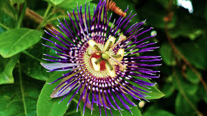 Image result for HD FLOWER WALLPAPER