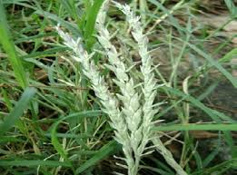 Image result for Tetrapogon tenellus