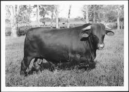 Maybe you would like to learn more about one of these? Photograph Of A Santa Gertrudis Bull In A Pasture On The George Ranch A Full Side View The Portal To Texas History