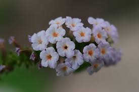 Bunga sakura sejarah keunikan jenis serta kapan waktu mekarnya. Bunga Liar Yang Sangat Cantik Genus Heliotropium Dclick