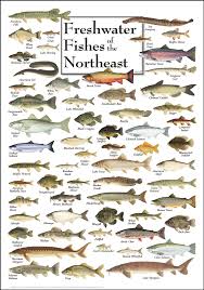 Florida Fish Identification And Size Freshwater Fish In
