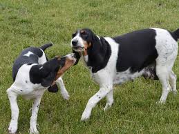 Image result for švycký honič