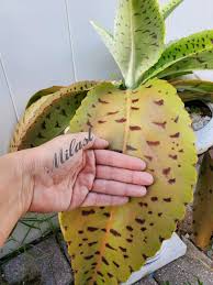 Image result for Kalanchoe gastonis-bonnieri