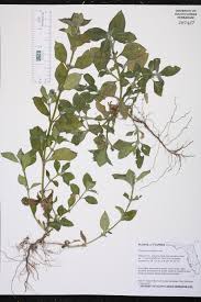 Image result for Spermacoce latituba