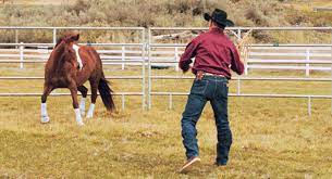 Many horse trainers, particularly those who employ natural horsemanship, advocate round pen training as a panacea for a variety of undesirable equine however, not all round pen training styles are alike. Connecting With Your Horse In The Round Pen Expert Advice On Horse Care And Horse Riding