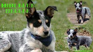 Blue heeler puppies/ australian cattle dogs. Mini Blue Heeler Everything You Need To Know Ihomepet