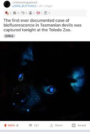 The tasmanian devil is the world's largest carnivorous marsupial, reaching 30 inches in length and weighing up to 26 pounds, although its size will vary widely depending on where it lives and the. Bioluminescence In A Tasmanian Devil I Love Awesome Stories Like This Rimjob Steve