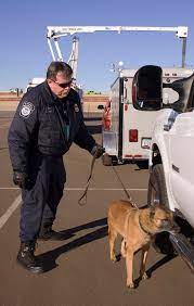 Your dog's responsiveness to voice commands will help you handle your dog in outdoor situations your dog needs to recognize you as the alpha, or pack leader, before it will take your training over time, reduce the frequency of food rewards. Explosive Detection Wikipedia