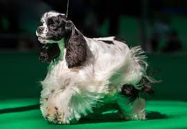 Image result for americký kokršpaněl