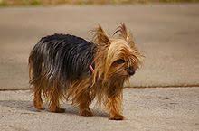 Blue hair item id# 1034 (cobold_hair). Yorkshire Terrier Wikipedia