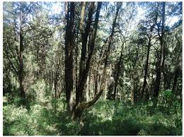 Image result for Agrocharis pedunculata