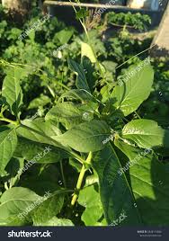 Image result for Petiveria