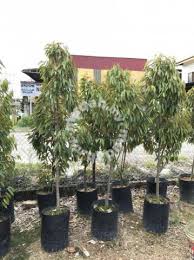 Pruning durian musang king (pok weil). Pokok Durian Musang King 6 7 Kaki Tinggi Garden Items For Sale In Pagoh Johor Mudah My Mobile