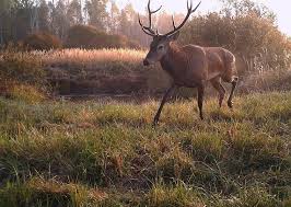 Wildlife In The Chernobyl Exclusion Zone Bears Wolves And Rare Horses Roam The Forests Rare Horses Chernobyl Wildlife
