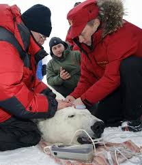 If vladimir putin really could ride a bear it would get a lot more publicity. Putin Vs Polar Bear Reuters Com