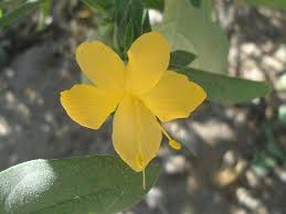 Image result for Barleria albipilosa