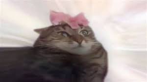Transcendencia y profecía de un gato sobre el presidente. Transcendence Memes