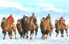 How many camels for your boyfriend? Camel Wool Comforters