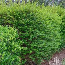 Image result for Phyllanthus polyanthus