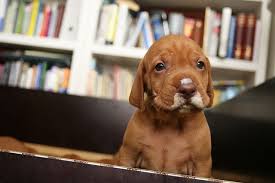 We did not find results for: Hungarian Vizsla Puppies For Sale Ohio