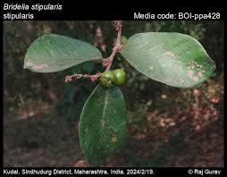 Image result for Bridelia ripicola